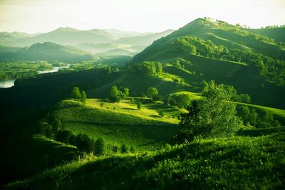 Scenic view of agricultural field against sky