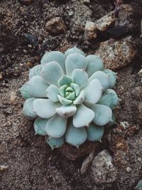 High angle view of succulent plant