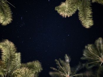 Low angle view of trees against sky at night