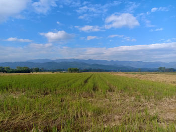 Scenic view of agricultural field against sky