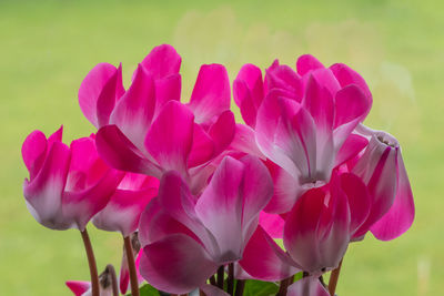 Close up of cyclamen persicum flowers in bloom