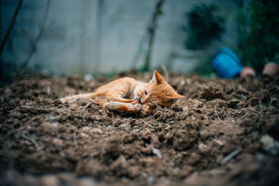 Cat sleeping on ground