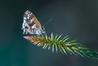 macro photography