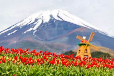 Close-up of red flowering plants on field against sky
