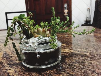 plant