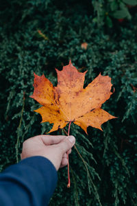 Close-up of hand holding maple leaf during autumn