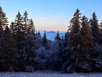 Scenic view of snowy and foggy mountain  through pine trees against pastel colours sky