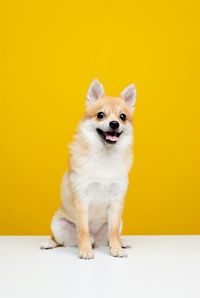 Portrait of dog against yellow background