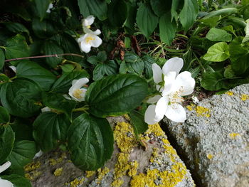 Close-up of white flowers blooming on tree