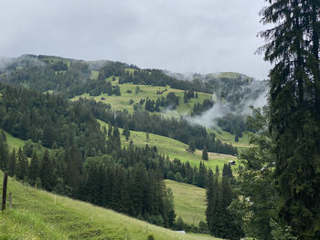 Scenic view of pine trees against sky