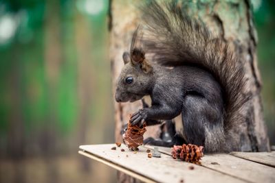 Close-up of squirrel eating wood