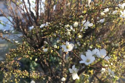 Close-up of white cherry blossoms in spring