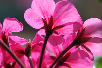 Close-up of pink flower