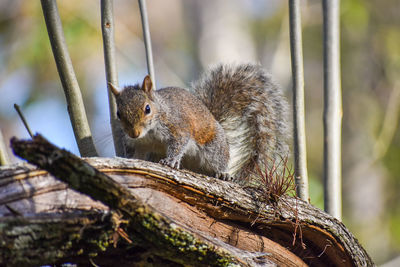 Close-up of squirrel on tree branch