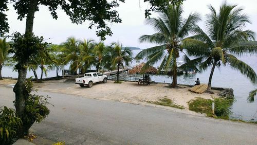 Palm trees by sea