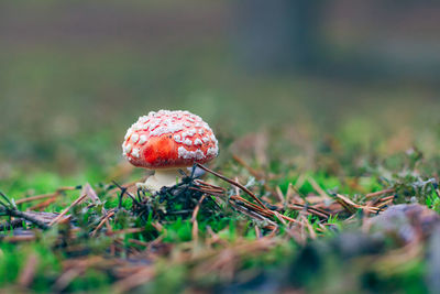 nature