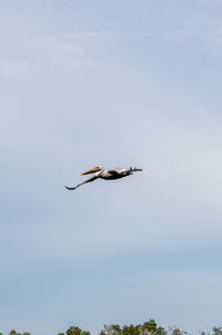 Low angle view of pelican flying in sky