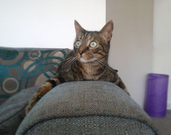 Portrait of cat