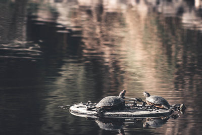 Duck swimming in lake