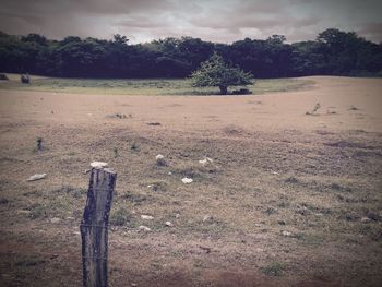 Trees on field against cloudy sky