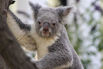 Close-up portrait of rabbit relaxing on tree