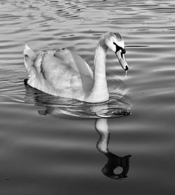 Close-up of swan swimming in lake