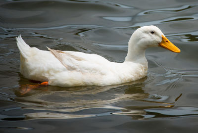 Close-up of swan swimming in lake