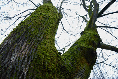 Low angle view of moss on tree trunk