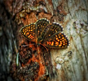 Close-up of butterfly on plant