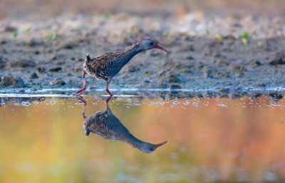 Bird perching on a lake