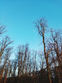 Low angle view of bare trees against clear blue sky