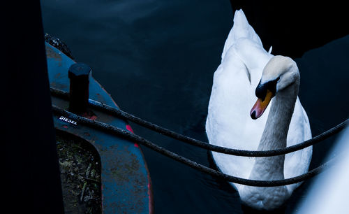 Close-up of swan swimming on water