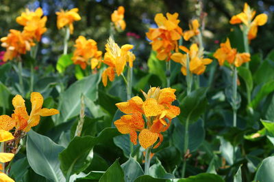 Close-up of marigold flowers blooming outdoors