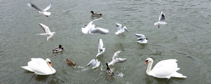 Birds in water