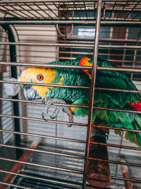 Close-up of parrot