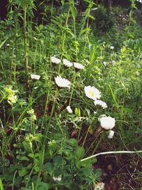White flowers growing in field