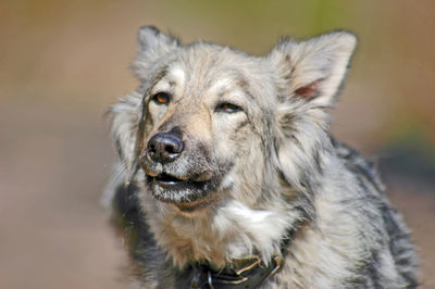 Close-up portrait of a dog