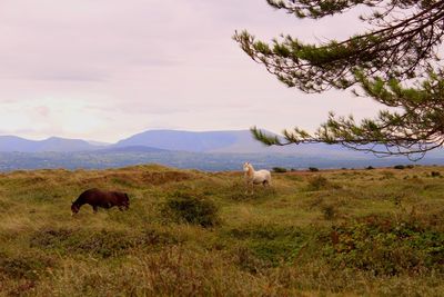 Nature reserve of sand dunes , wales .