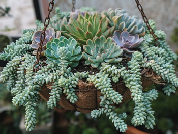 Close-up of succulent plant hanging outdoors