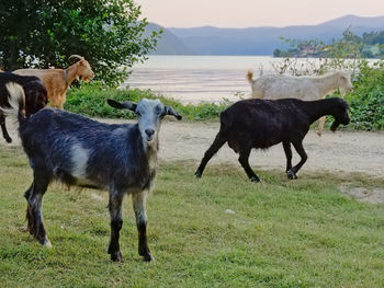 Horses standing in a field