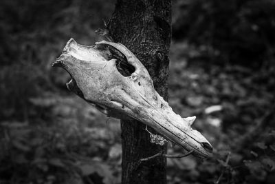 Close-up of animal skull on tree trunk