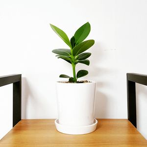 Close-up of potted plant on table at home