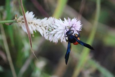 Close-up of insect on flower