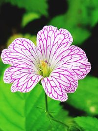 Close-up of flower blooming outdoors