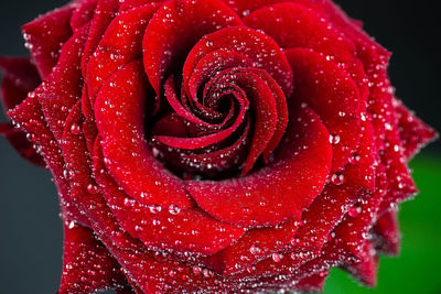 Close-up of wet red rose