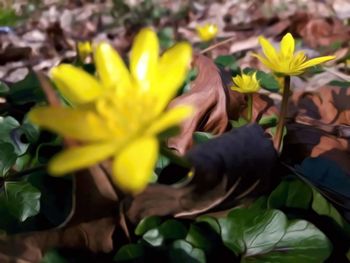 Close-up of yellow flowers blooming outdoors