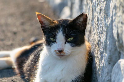 Close-up portrait of cat