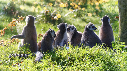 Flock of sheep sitting on field