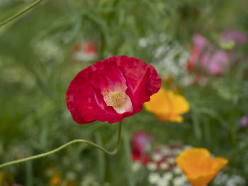 Close-up of red poppy