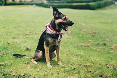 Dog looking away on field